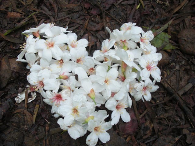 油桐花=有桐花 - 第2張圖 油桐花=有桐花