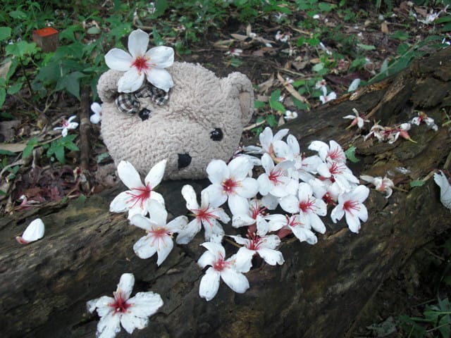 油桐花=有桐花 - 第7張圖 油桐花=有桐花