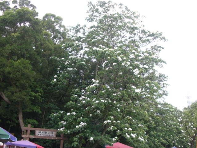 油桐花=有桐花 - 第20張圖 油桐花=有桐花