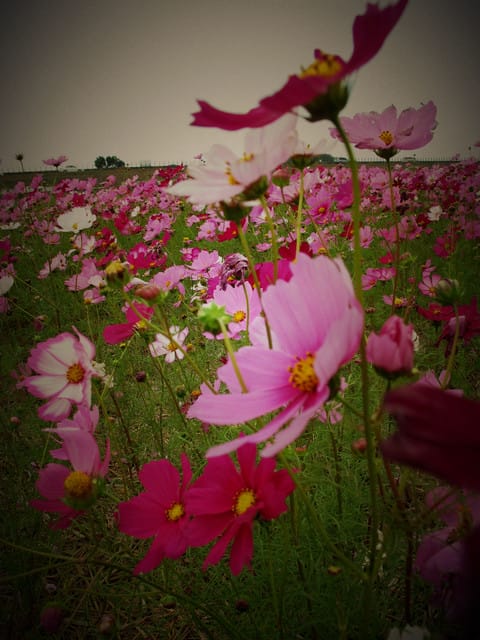 花現蹤跡*