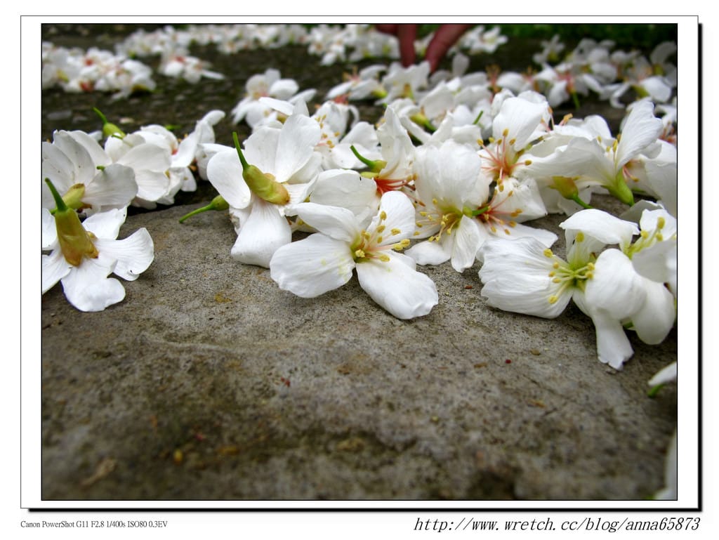 油桐花第一發* - 第7張圖 油桐花第一發*
