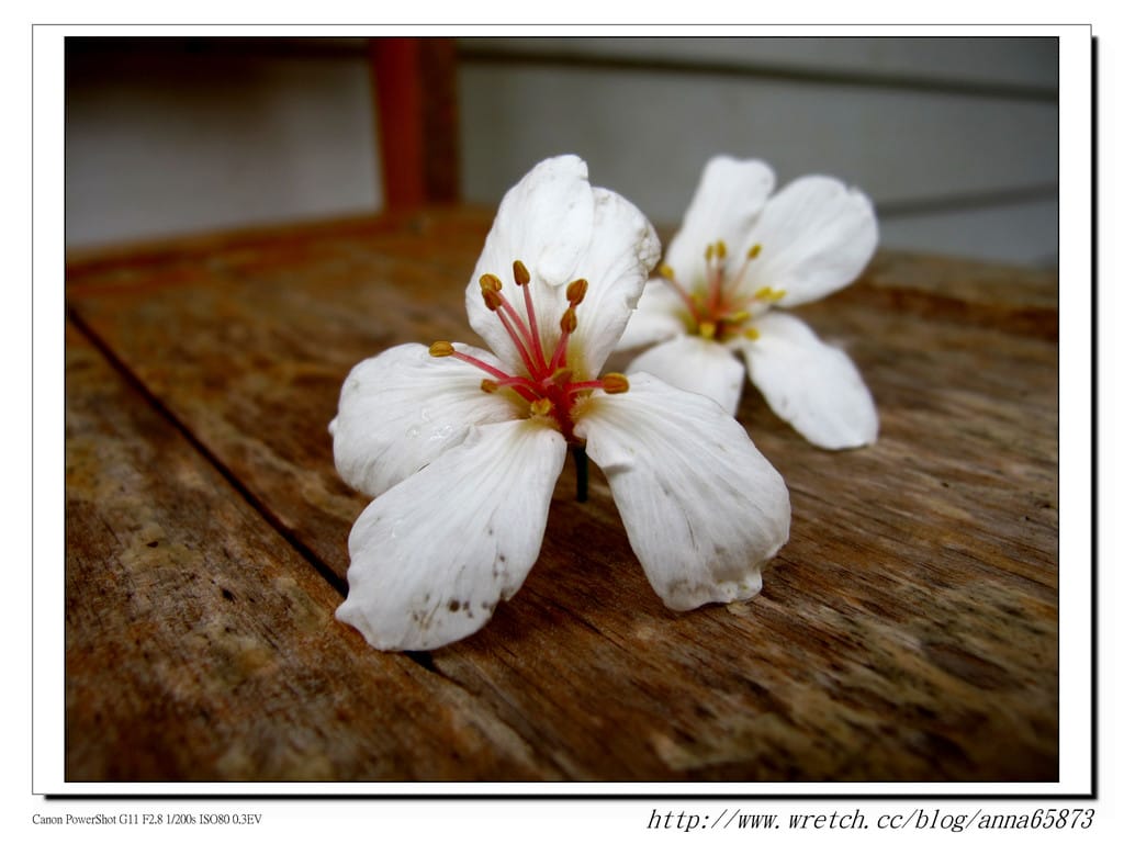 油桐花第一發* - 第5張圖 油桐花第一發*