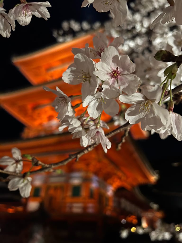 大阪旅行｜日本旅遊經都必去景點勝地清水寺!還有搭上夜間賞櫻