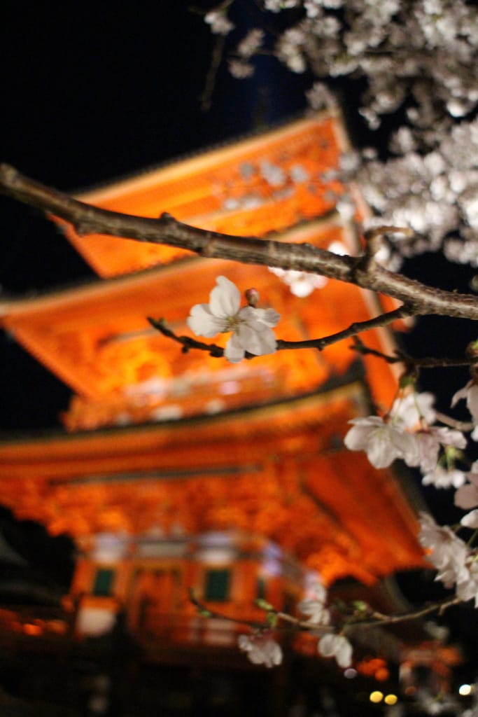 大阪旅行｜日本旅遊經都必去景點勝地清水寺!還有搭上夜間賞櫻