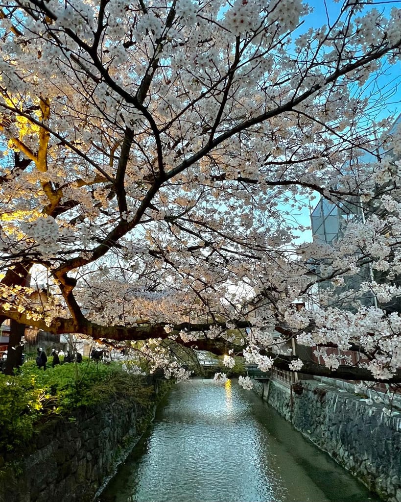 大阪旅遊之京都景點之追櫻花紀錄
