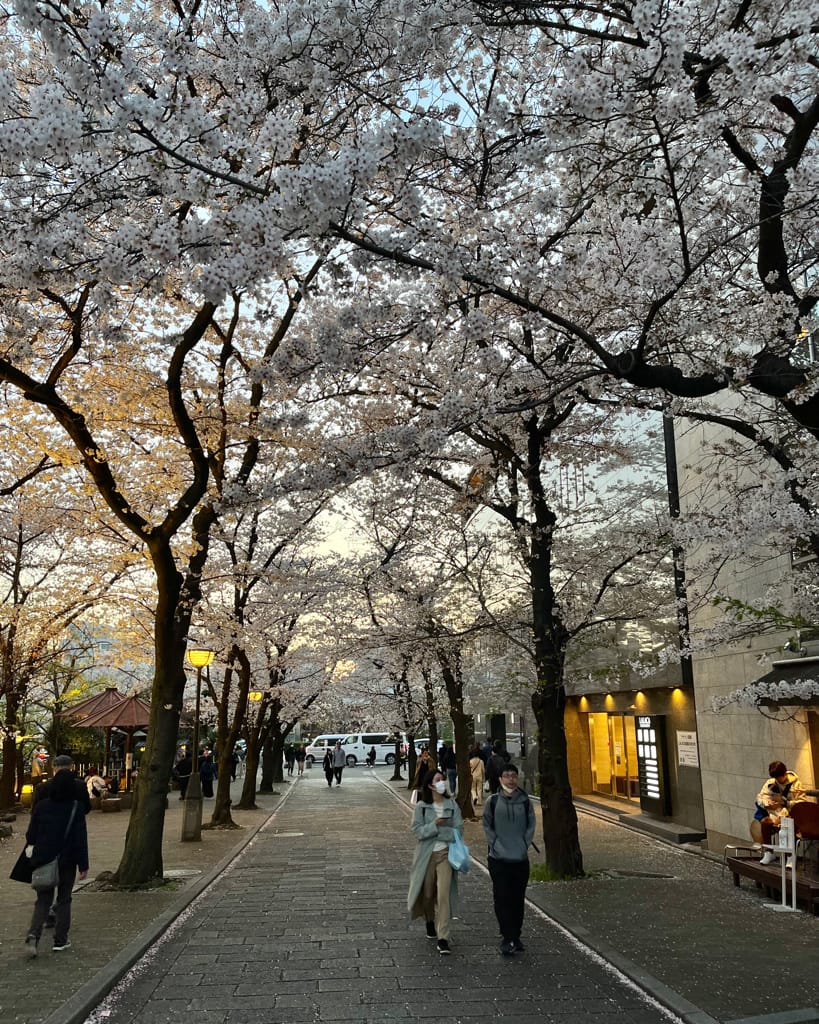 大阪旅遊之京都景點之追櫻花紀錄