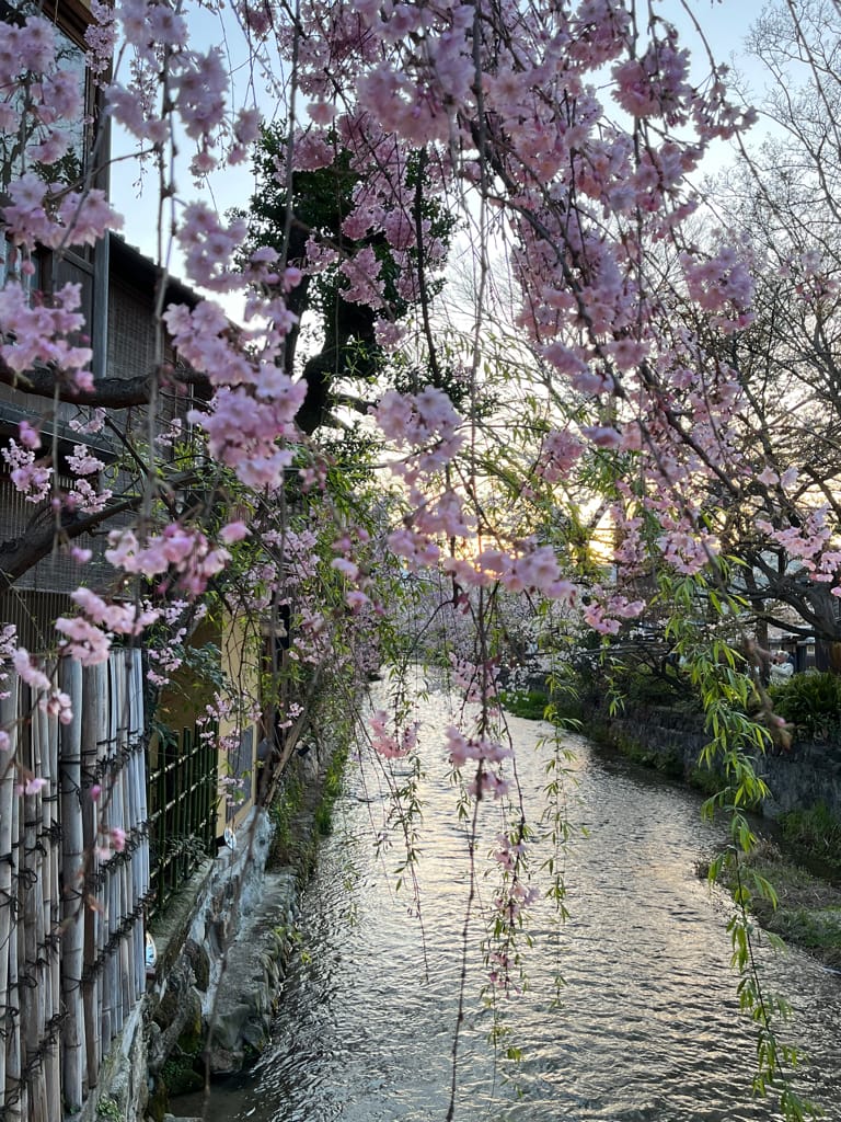 大阪旅遊之京都景點之追櫻花紀錄