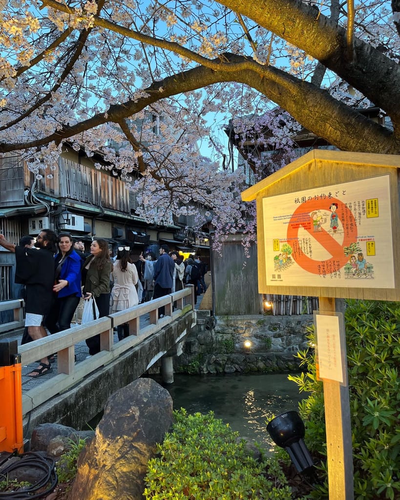 大阪旅遊之京都景點之追櫻花紀錄
