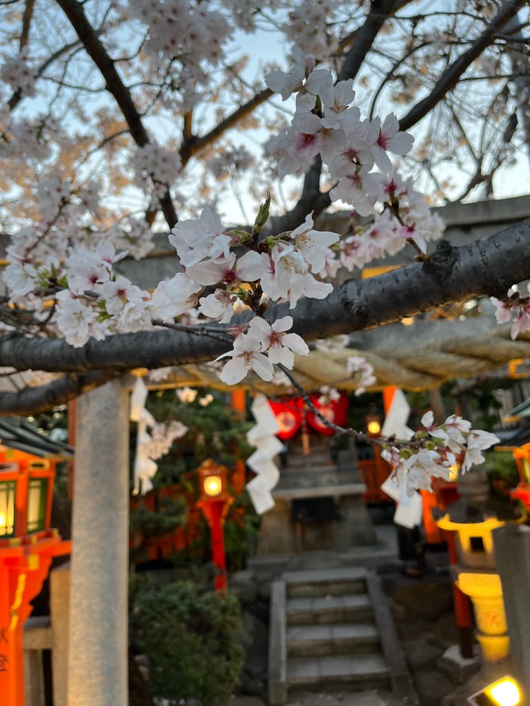 大阪旅遊之京都景點之追櫻花紀錄