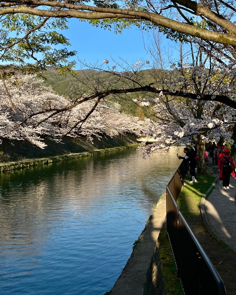 大阪旅遊之京都景點之追櫻花紀錄