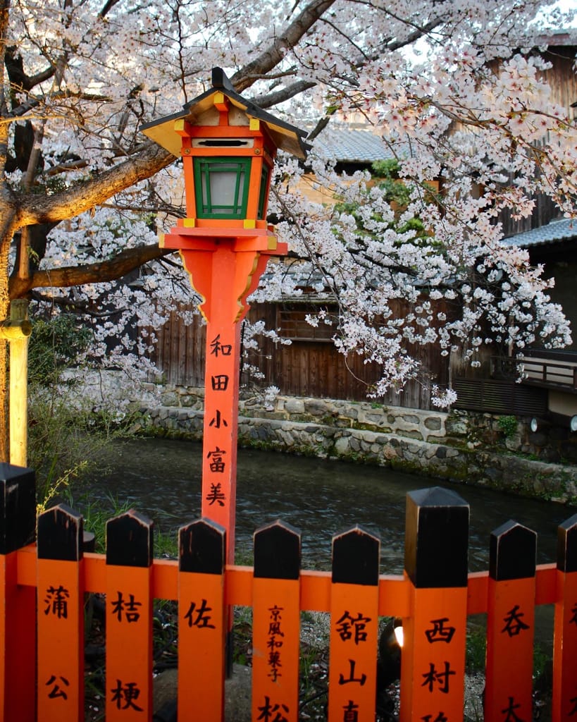 大阪旅遊之京都景點之追櫻花紀錄