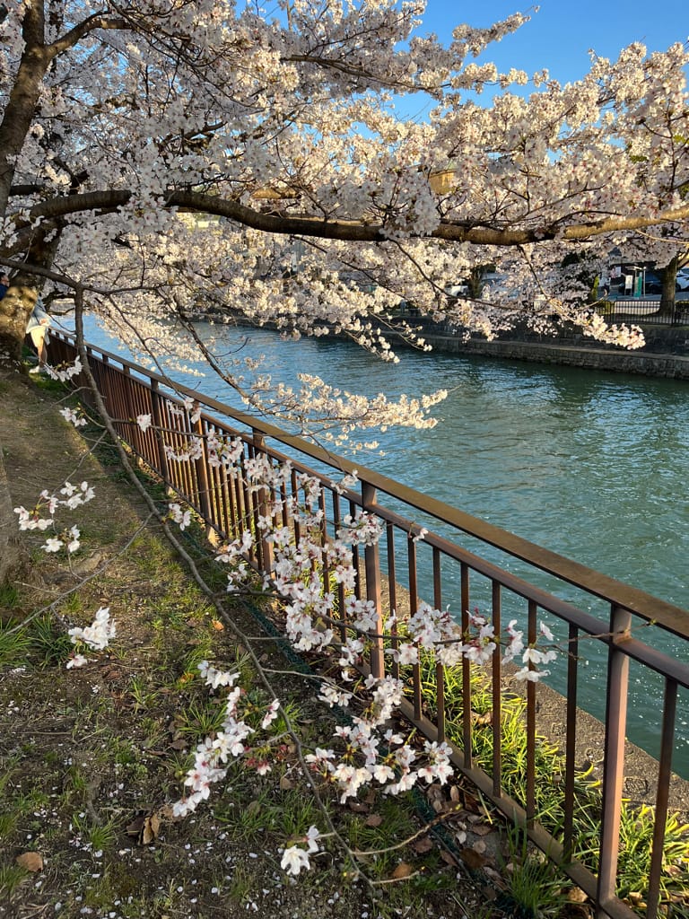大阪旅遊之京都景點之追櫻花紀錄