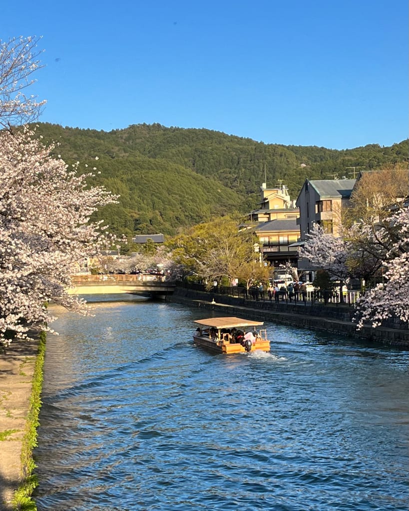 大阪旅遊之京都景點之追櫻花紀錄