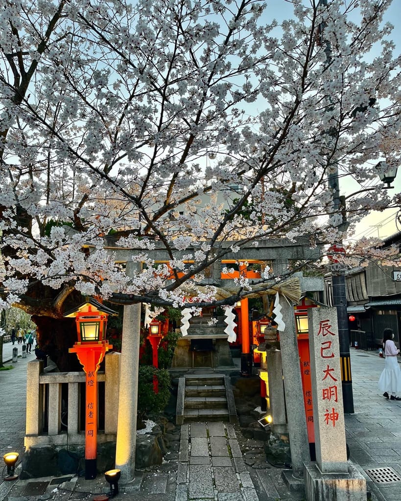 大阪旅遊之京都景點之追櫻花紀錄