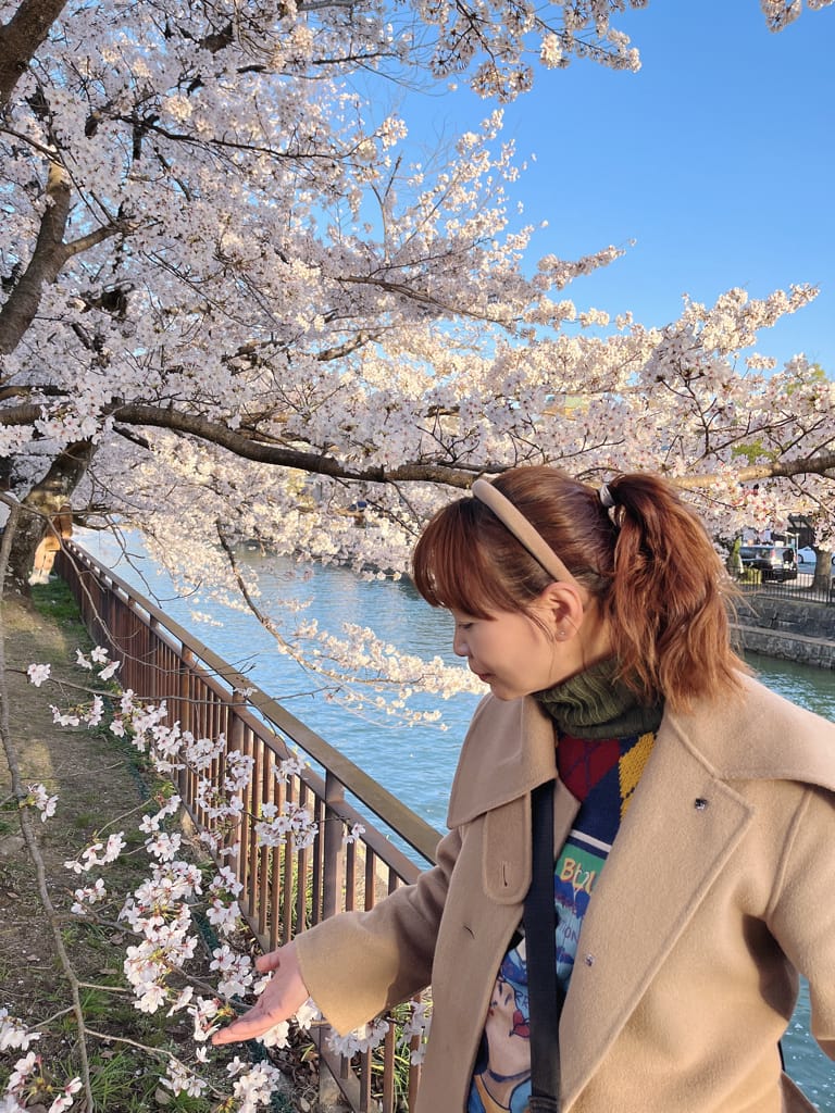 大阪旅遊之京都景點之追櫻花紀錄