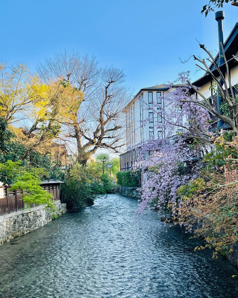 大阪旅遊之京都景點之追櫻花紀錄