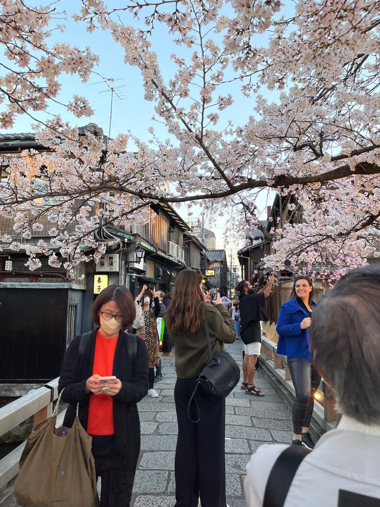 大阪旅遊之京都景點之追櫻花紀錄